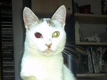 Gatto impallinato ad un occhio Gatto impallinato ad un occhio
